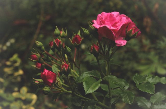 Обои картинки фото цветы, розы, розовый