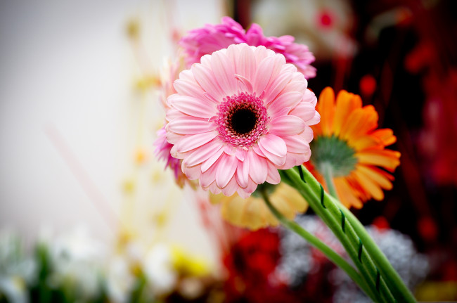 Обои картинки фото цветы, герберы, яркий