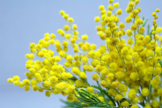 Обои картинки фото цветы, мимоза, весна