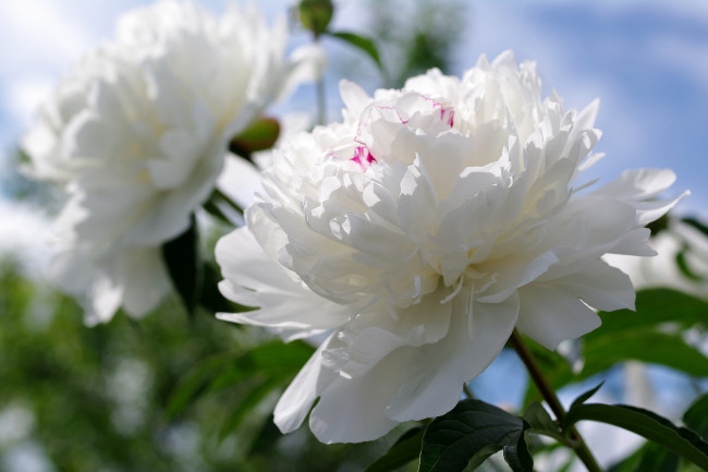 Обои картинки фото цветы, пионы, пышный