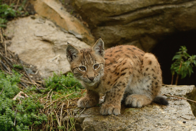 Обои картинки фото животные, рыси, котенок