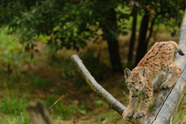 Обои картинки фото животные, рыси, котенок