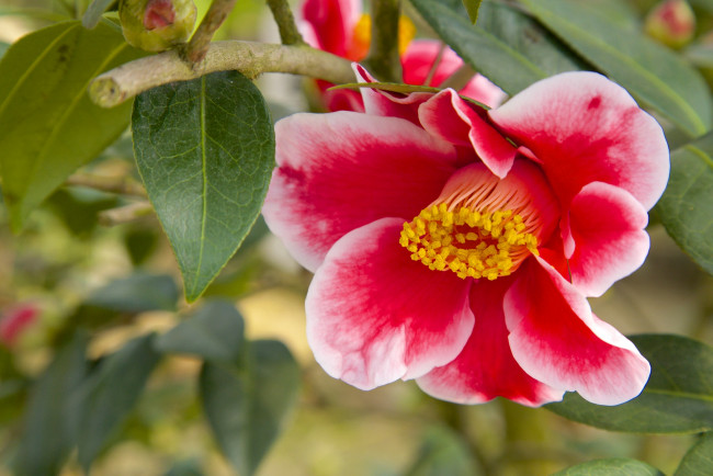 Обои картинки фото цветы, камелии, пестрый