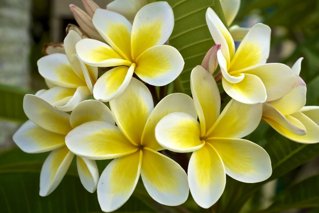 Обои картинки фото цветы, плюмерия, тропики