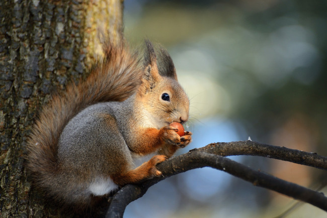 Обои картинки фото животные, белки, рыжая