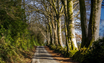 Картинка природа дороги грунтовка лес