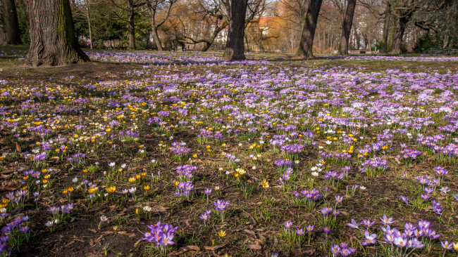 Обои картинки фото природа, луга, поляна, цветы, деревья, трава