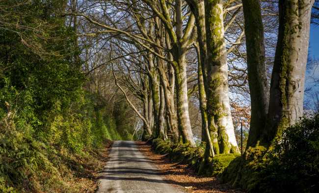 Обои картинки фото природа, дороги, грунтовка, лес