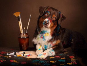 Картинка животные собаки собака взгляд