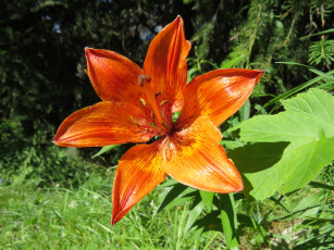 Картинка цветы лилии +лилейники лепестки цветок