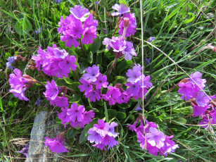 Картинка цветы примулы