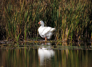 Картинка животные гуси вода гусь камыши
