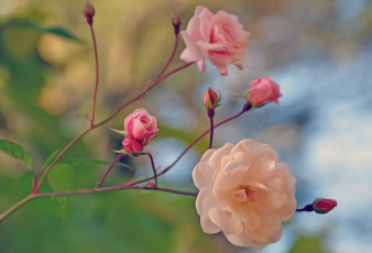 Картинка разное компьютерный+дизайн розы