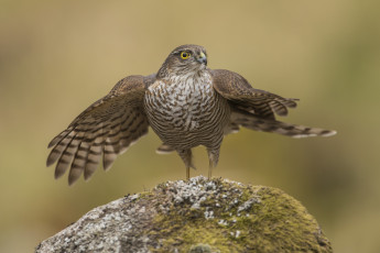 Картинка животные птицы+-+хищники птичка