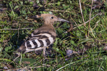 Картинка животные удоды птичка
