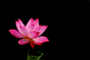 Картинка цветы лотосы фон лепестки