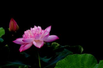 Картинка цветы лотосы фон лепестки