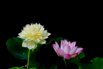 Картинка цветы лотосы фон лепестки