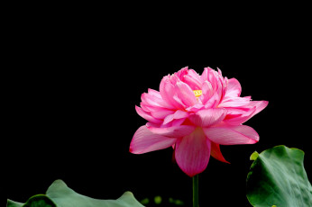 Картинка цветы лотосы лепестки фон