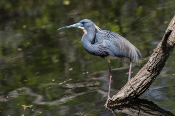 Картинка животные цапли +выпи птичка