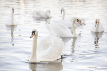 Картинка животные лебеди грация свет