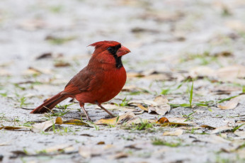 Картинка животные птицы птичка