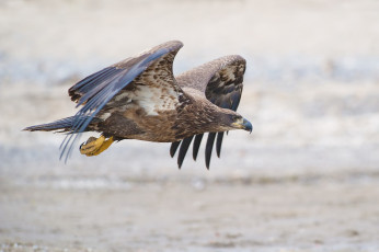 Картинка животные птицы птичка