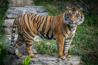 Картинка животные тигры хищник