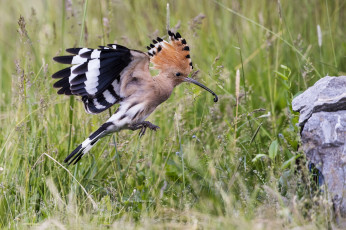 Картинка животные удоды птичка