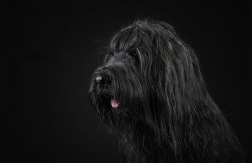 Картинка животные собаки пес