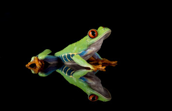 Картинка животные лягушки лягушка