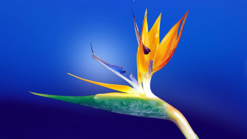 обоя цветы, стрелиция , райская птица, экзотика