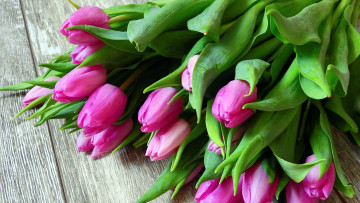 Картинка цветы тюльпаны бутоны