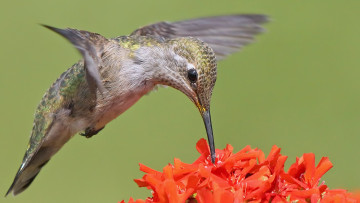 Картинка животные колибри птичка