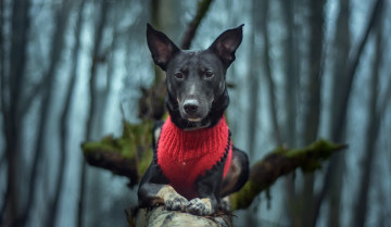 Картинка животные собаки взгляд фон собака