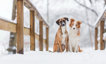 Картинка животные собаки друзья фон