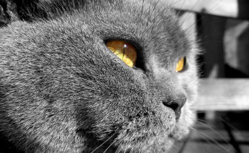 Картинка животные коты кот голова британец