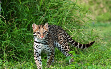 Картинка животные оцелоты оцелот зверь трава