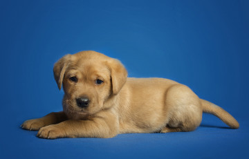 Картинка животные собаки пес