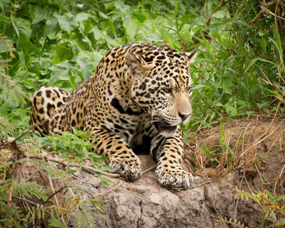 Обои картинки фото животные, Ягуары, лежит, мощь