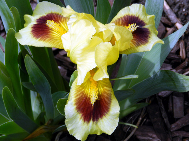 Обои картинки фото цветы, ирисы, макро