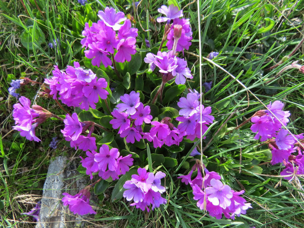 Обои картинки фото цветы, примулы