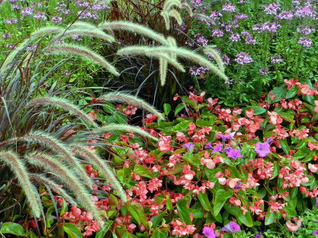 Обои картинки фото цветы, разные вместе, петуния, бегония