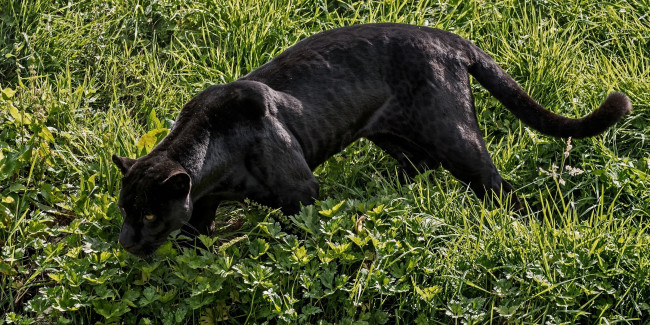 Обои картинки фото животные, пантеры, ягуар, чёрный, кошка, хищник, трава, свет