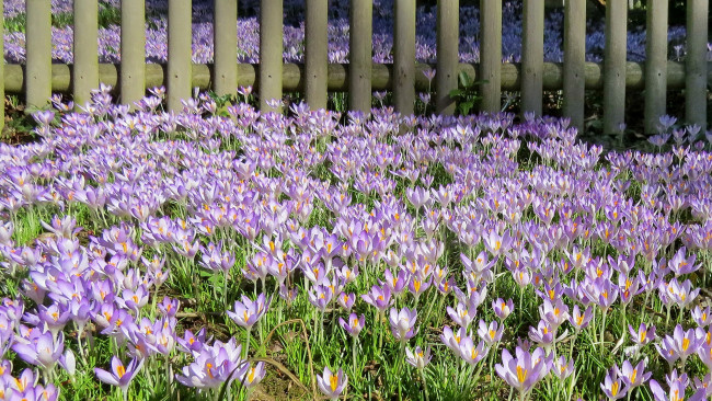 Обои картинки фото цветы, крокусы