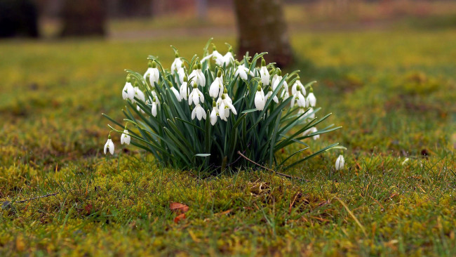 Обои картинки фото цветы, подснежники,  белоцветники,  пролески