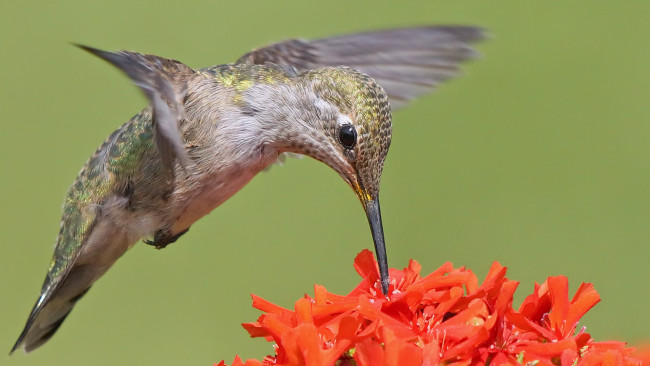 Обои картинки фото животные, колибри, птичка