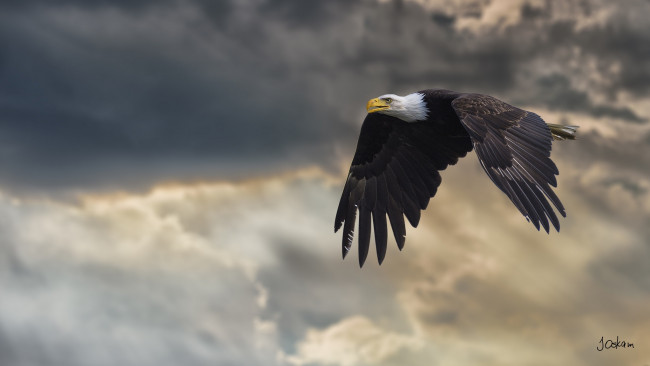 Обои картинки фото животные, птицы - хищники, орлан, полёт, крылья, небо, свет