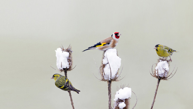 Обои картинки фото животные, птицы