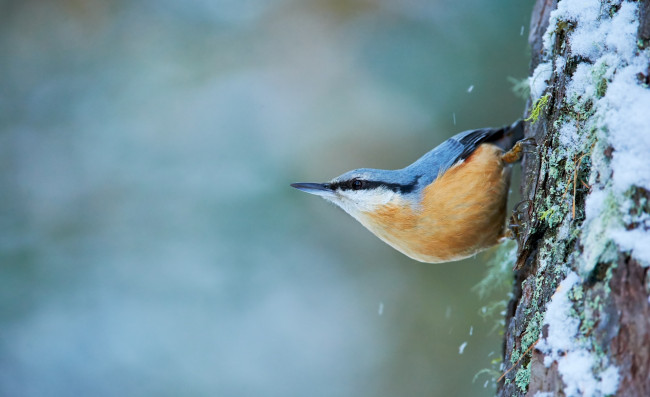Обои картинки фото животные, поползни, снег, дерево, птица, поползень